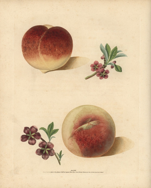 Peach Varieties  Prunus Persica Poster Print By ® Florilegius / Mary Evans - Item # VARMEL10935689