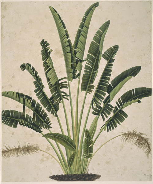 Plant Illustration Poster Print By Mary Evans / Natural History Museum - Item # VARMEL10713142