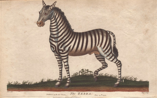 African Zebra Or Equus Zebra Poster Print By ® Florilegius / Mary Evans - Item # VARMEL10941236