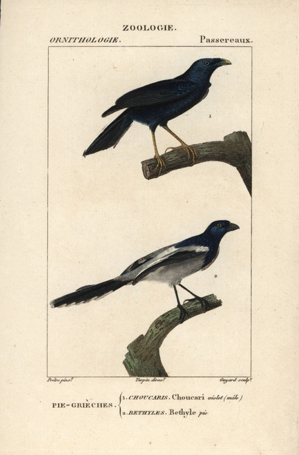 Violaceous Crow  Corvus Violaceus  And Magpieà Poster Print By ® Florilegius / Mary Evans - Item # VARMEL10938913