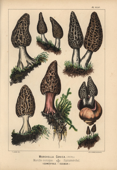 Black Morel  Morchella Conica  Edible Poster Print By ® Florilegius / Mary Evans - Item # VARMEL10939328