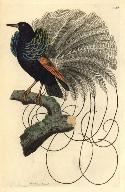 Le Nebuleux Bird Of Paradise  Paradisea Nigricans Poster Print By ® Florilegius / Mary Evans - Item # VARMEL10940574