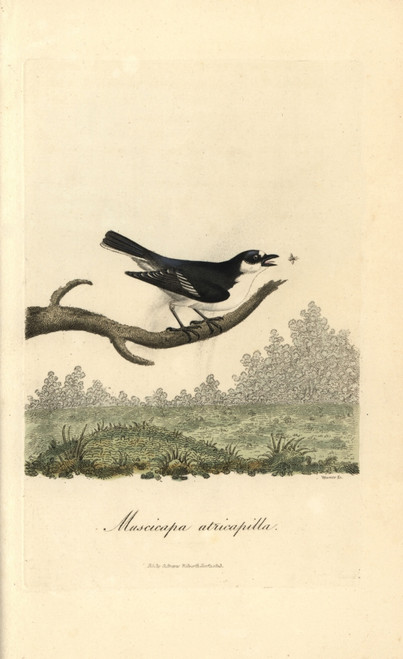 Pied Flycatcher  Muscicapa Atricapilla  Ficedula Hypoleuca Poster Print By ® Florilegius / Mary Evans - Item # VARMEL10937406