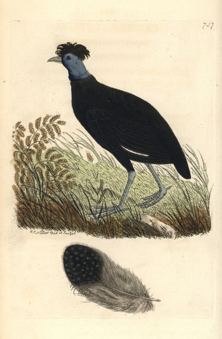 Crested Guineafowl  Guttera Pucherani Poster Print By ® Florilegius / Mary Evans - Item # VARMEL10940781
