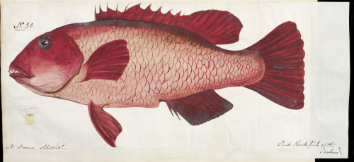 Fish Illustration By Robert Neill Poster Print By Mary Evans / Natural History Museum - Item # VARMEL10716169
