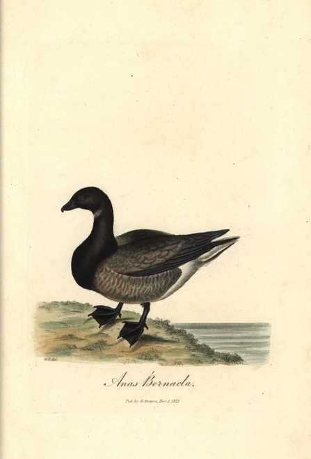 Brent Goose  Branta Bernicla Poster Print By ® Florilegius / Mary Evans - Item # VARMEL10937350