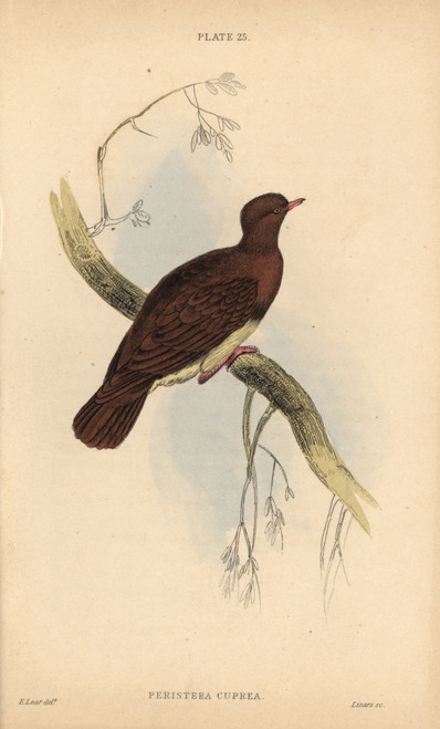 Ruddy Quail-Dove  Geotrygon Montana Poster Print By ® Florilegius / Mary Evans - Item # VARMEL10938868