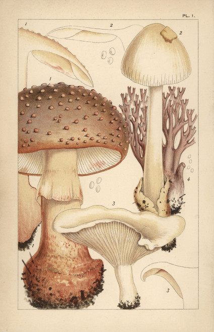 Blusher Mushroom  Grisette  Miller And Coral Fungus Poster Print By ® Florilegius / Mary Evans - Item # VARMEL10936590