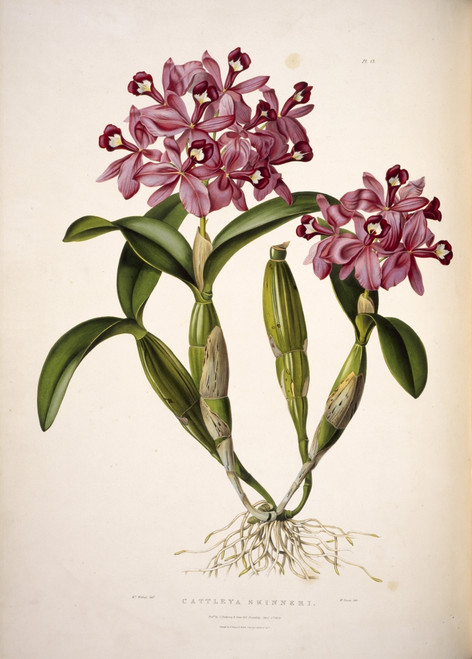 Cattleya Skinneri  English Orchid Poster Print By Mary Evans / Natural History Museum - Item # VARMEL10710780