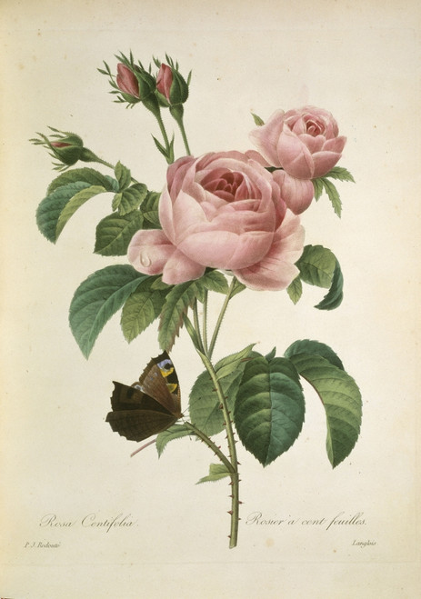 Rosa Centifolia  Cabbage Rose Poster Print By Mary Evans / Natural History Museum - Item # VARMEL10704958