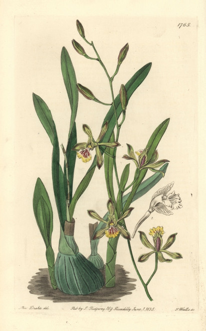 Graceful Epidendrum Orchid  Encyclia Gracilis Poster Print By ® Florilegius / Mary Evans - Item # VARMEL10935292
