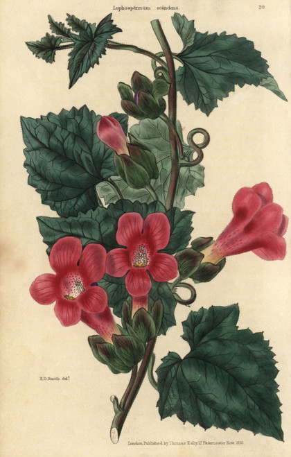 Crimson Flowered Climbing Or Scandent Lophospermumà Poster Print By ® Florilegius / Mary Evans - Item # VARMEL10939410
