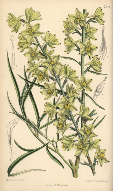 Delphinium Zalil  Native Of Khorasan  Afghanistan Poster Print By ® Florilegius / Mary Evans - Item # VARMEL10935124