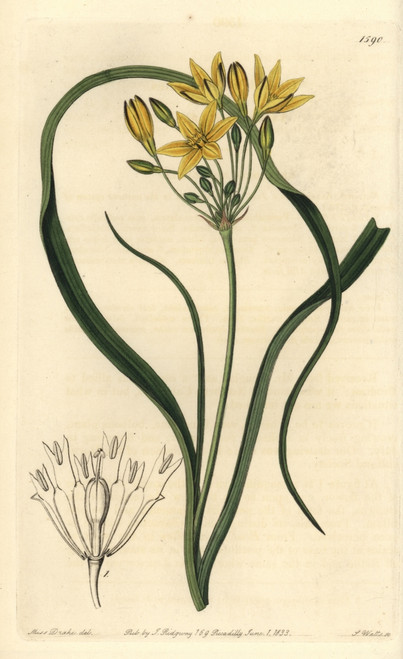 Yellow Prettyface  Triteleia Ixioides Subsp Ixioides Poster Print By ® Florilegius / Mary Evans - Item # VARMEL10940091