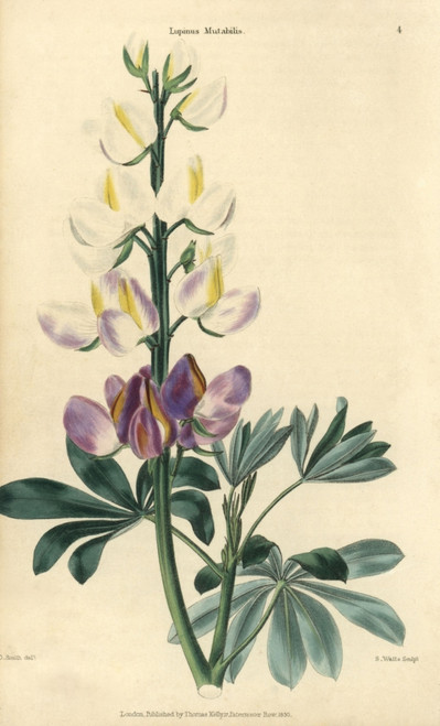 Purple And White Flowered Lupins  Lupinus Mutabilis Poster Print By ® Florilegius / Mary Evans - Item # VARMEL10939377