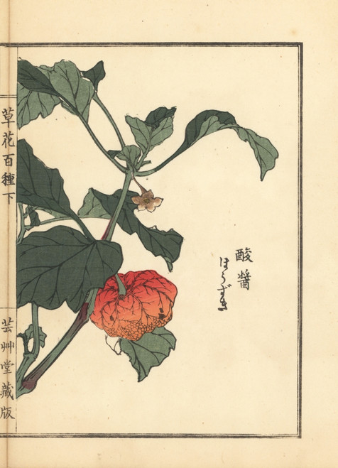Chinese Lantern Plant  Physalis Alkekengi Poster Print By ® Florilegius / Mary Evans - Item # VARMEL10938764
