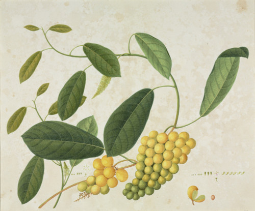 Plant Illustration From The Reeves Collections Poster Print By Mary Evans / Natural History Museum - Item # VARMEL10716400