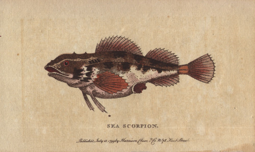Sea Scorpion Or Scorpion Fish  Scorpaenidae Poster Print By ® Florilegius / Mary Evans - Item # VARMEL10940971