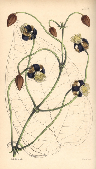 Smilax Leaved Clematis  Clematis Smilacifolia Poster Print By ® Florilegius / Mary Evans - Item # VARMEL10935073