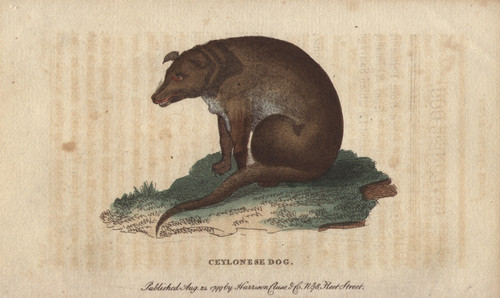Ceylonese Dog  Canis Ceylonicus Poster Print By ® Florilegius / Mary Evans - Item # VARMEL10940983