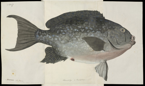 Fish Illustration By Robert Neill Poster Print By Mary Evans / Natural History Museum - Item # VARMEL10716173