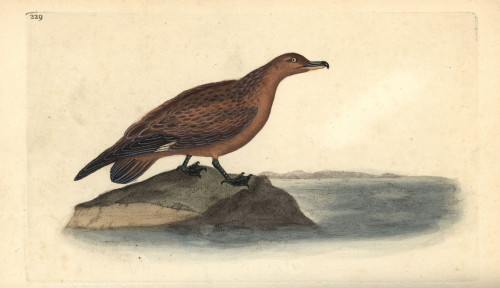 Great Skua  Stercorarius Skua Poster Print By ® Florilegius / Mary Evans - Item # VARMEL10936346