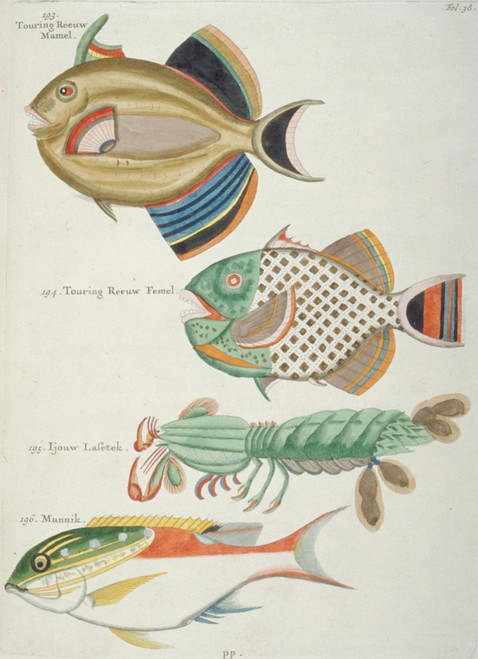 Colourful Illustration Of Seven Fish Poster Print By Mary Evans / Natural  History Museum - Item # VARMEL10708270 - Posterazzi