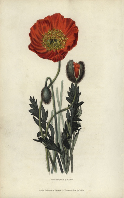 Scarlet Naked-Stalked Poppy  Papaver Nudicaule Coccinea Poster Print By ® Florilegius / Mary Evans - Item # VARMEL10936773