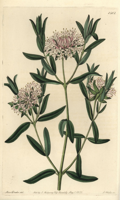 Forest Riceflower  Pimelea Sylvestris Poster Print By ® Florilegius / Mary Evans - Item # VARMEL10940085