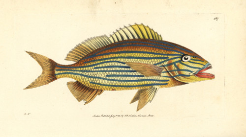 Boulenger'S Anthias  Sacura Boulengeri Poster Print By ® Florilegius / Mary Evans - Item # VARMEL10940703