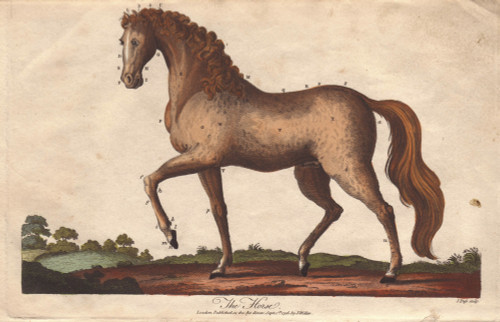 Horse   Equus Caballus Poster Print By ® Florilegius / Mary Evans - Item # VARMEL10941203