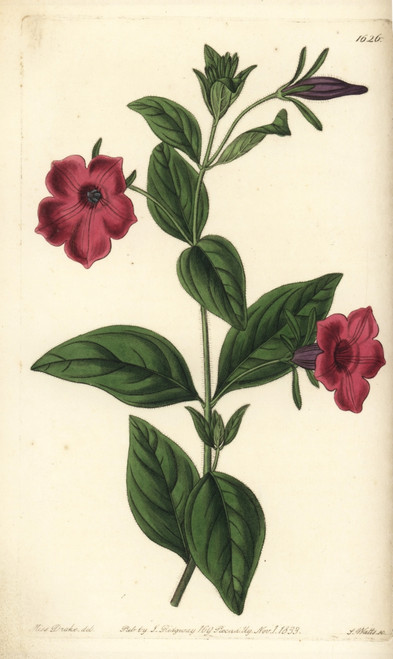 Violet-Flowered Petunia  Petunia Integrifolia Poster Print By ® Florilegius / Mary Evans - Item # VARMEL10940118