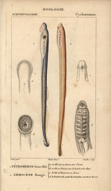Big-Eyed Lamprey And Red Lamprey Poster Print By ® Florilegius / Mary Evans - Item # VARMEL10938381