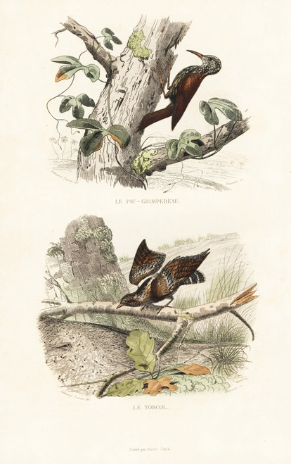 Treecreeper And Wryneck Poster Print By ® Florilegius / Mary Evans - Item # VARMEL10935759