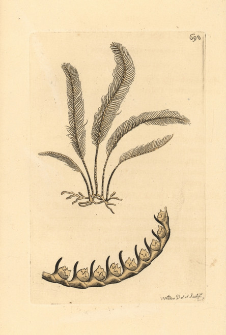 Sea Pen  Pennatula Phosphorea- Poster Print By ® Florilegius / Mary Evans - Item # VARMEL10940722