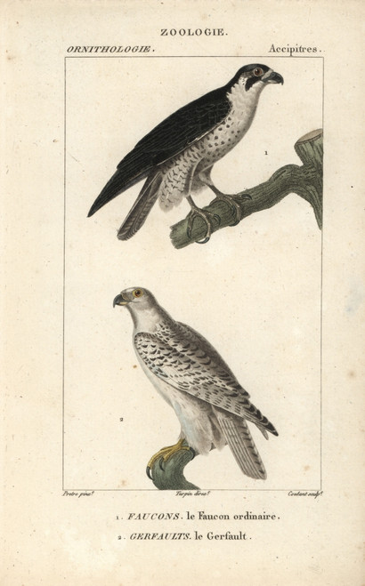 Peregrine Falcon  Falco Peregrinus  And Gyrfalconà Poster Print By ® Florilegius / Mary Evans - Item # VARMEL10938955