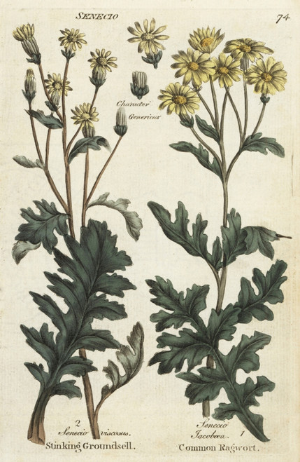 Sticky Groundsel  Senecio Viscosus  And Ragwortà Poster Print By ® Florilegius / Mary Evans - Item # VARMEL10935973