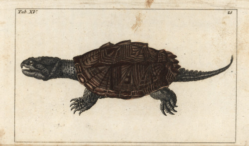 Common Snapping Turtle  Chelydra Serpentina Poster Print By ® Florilegius / Mary Evans - Item # VARMEL10941733