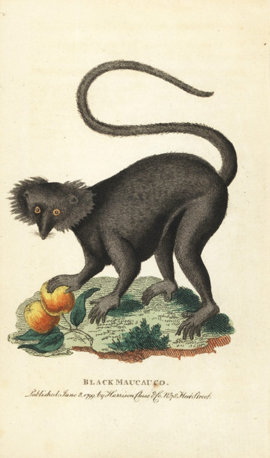 Black Maucauco Or Black Lemur  Eulemur Macaco Poster Print By ® Florilegius / Mary Evans - Item # VARMEL10937863