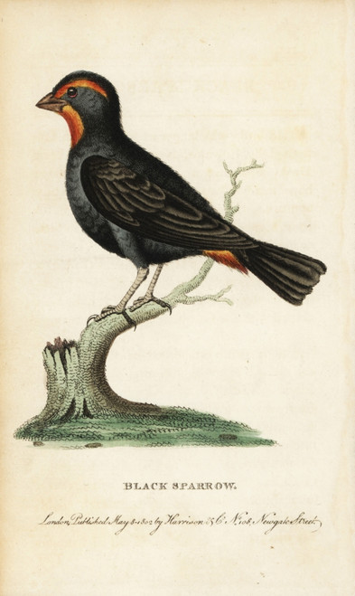 Lesser Antillean Bullfinch  Loxigilla Noctis Poster Print By ® Florilegius / Mary Evans - Item # VARMEL10937979