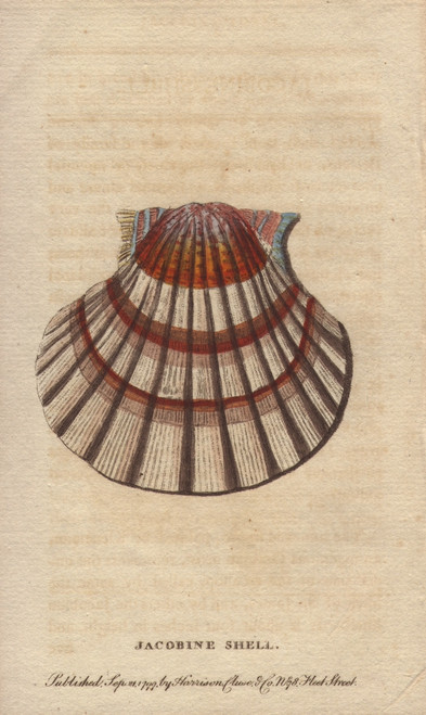 Jacobine Shell Or Scallop  Pectens Or Escallops Poster Print By ® Florilegius / Mary Evans - Item # VARMEL10940994