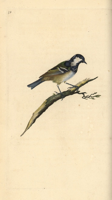 Coal Tit  Periparus Ater Poster Print By ® Florilegius / Mary Evans - Item # VARMEL10936391