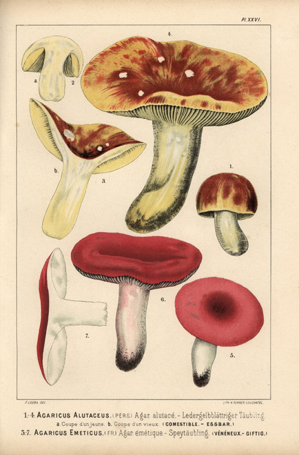 Yellow-Gilled Russula  Russula Alutacea  Edibleà Poster Print By ® Florilegius / Mary Evans - Item # VARMEL10939309