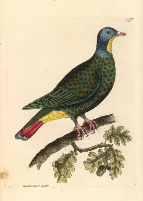 Black-Naped Fruit Dove  Ptilinopus Melanospilus Poster Print By ® Florilegius / Mary Evans - Item # VARMEL10940802