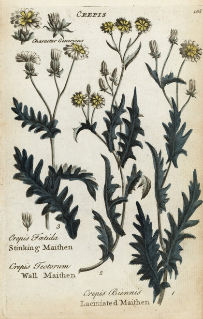Stinking Maithen  Wall Maithen  And Laciniated Maithen Poster Print By ® Florilegius / Mary Evans - Item # VARMEL10935887
