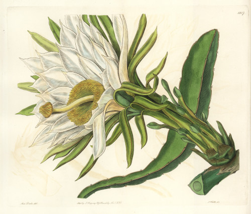 Strawberry Pear Cactus  Hylocereus Trigonus Poster Print By ® Florilegius / Mary Evans - Item # VARMEL10935330