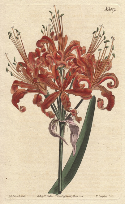 Salmon-Coloured Amaryllis  With Curly Orangeà Poster Print By ® Florilegius / Mary Evans - Item # VARMEL10934828