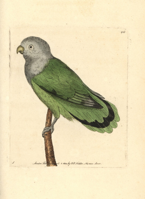 Grey-Headed Lovebird  Agapornis Canus Canus Poster Print By ® Florilegius / Mary Evans - Item # VARMEL10940641