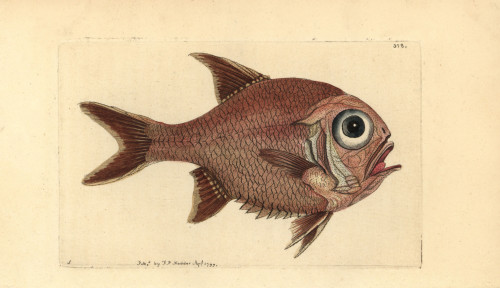 Southern Roughly  Trachichthys Australis Poster Print By ® Florilegius / Mary Evans - Item # VARMEL10940503