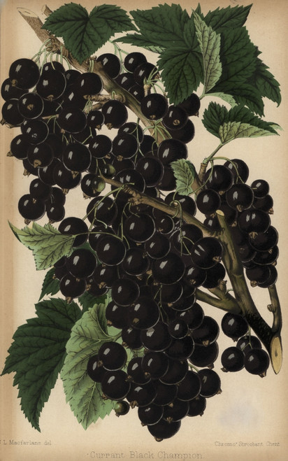 Champion Blackcurrant  Ribes Nigrum Poster Print By ® Florilegius / Mary Evans - Item # VARMEL10936704